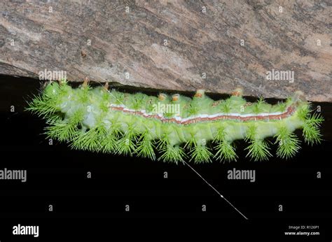 Io Moth, Automeris io, caterpillar Stock Photo - Alamy