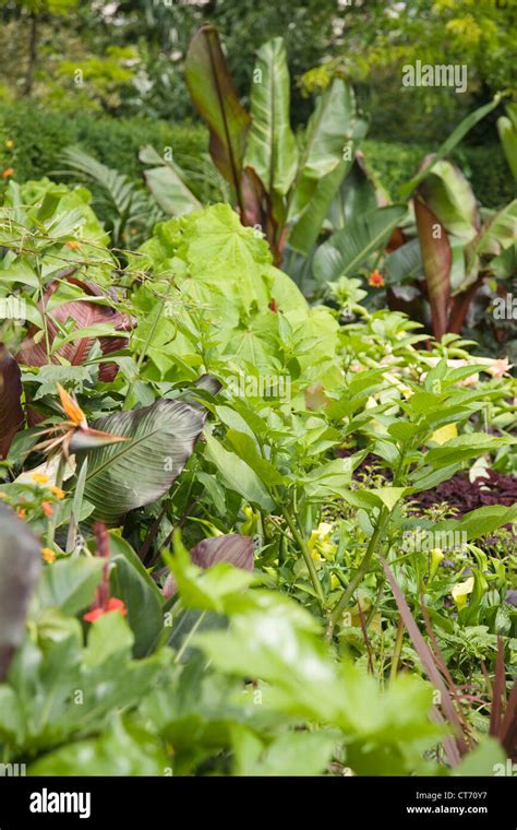 tropical plants in england Stock Photo - Alamy