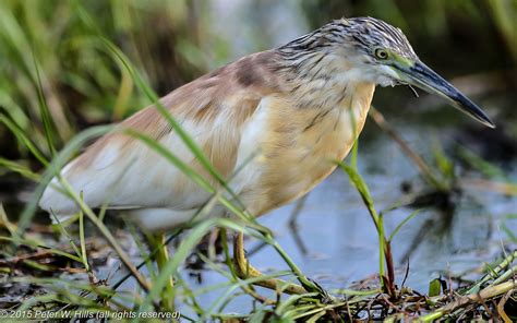 Heron Squacco (Ardeola ralloides) immature - Botswana - World Bird Photos