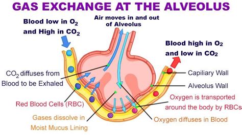 Alveoli Gas Exchange