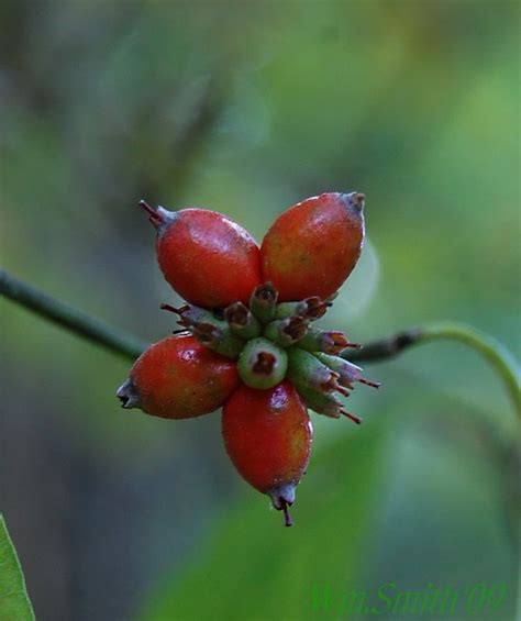 Seed Pods (Dogwood) | Flickr - Photo Sharing!