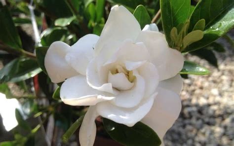 Jubilation Gardenia - #SouthernLivingPlantCollection #JubilationGardenia #ToGoGarden #Plants ...