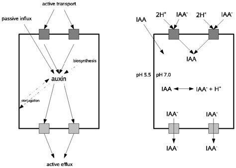 A "cartoon" (informal picture) of the biology of auxin transport into... | Download Scientific ...