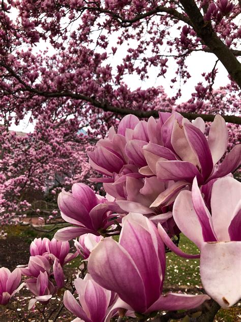 Magnolia trees are in full bloom at the Smithsonian Castle : r/washingtondc