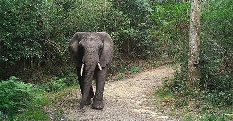 Just One Elephant Remains in the Knysna Forest - EcoWatch