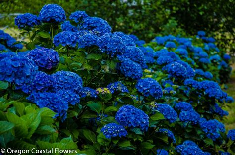 Big blue hydrangea wedding | Oregon Coastal Flowers