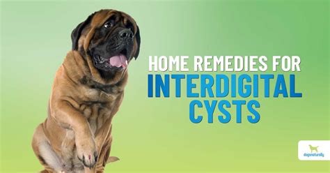 Interdigital Cysts In Dogs: How To Treat Them - Dogs Naturally