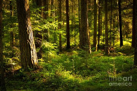 Sunny Forest Photograph by Lutz Baar - Fine Art America