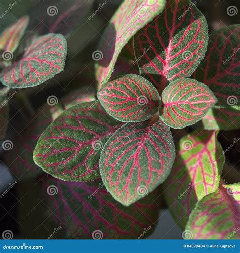 Bright Fittonia Foliage with Red Veins Stock Photo - Image of gardening ...