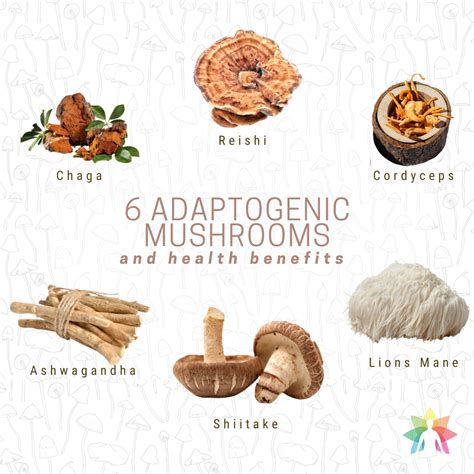 6 Adaptogenic mushrooms and their health benefits These magical fungi are known as adaptogenic ...