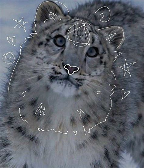 snow leopard therian pfp ☆ in 2024 | Snow leopard, Silly cats pictures ...