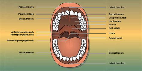 The oral cavity is limited by the palate, the base of the mouth, the ...