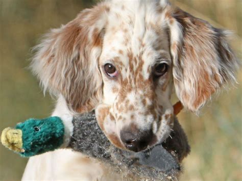 UPLAND ENGLISH SETTERS - English Setter Puppies for Sale in Boulder, CO | AKC Marketplace