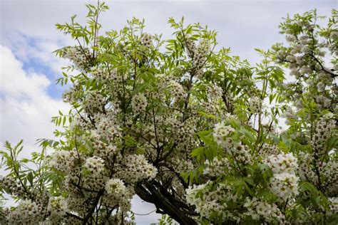 Chinese Apple Flowering, Isolated Stock Image - Image of sunshine, spring: 104716075