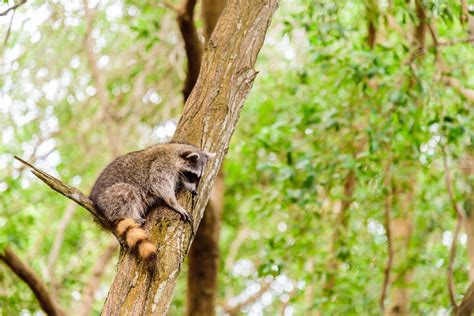 How to Safely Clean Raccoon Feces - Raccoon Removal Hamilton