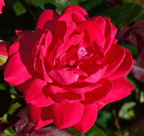 Red Bush Rose | Plants, Flowers, Rose