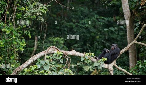 Bonobo on a tree branch. Democratic Republic of Congo. Africa Stock ...