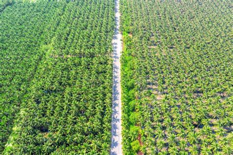 Aerial View of Coconut Palm Trees Plantation and the Road. Stock Image - Image of landscape ...