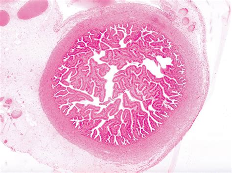 Oviduct