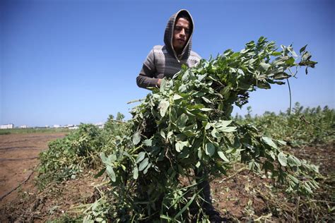 Palestinians plant trees ahead of Land Day – Middle East Monitor