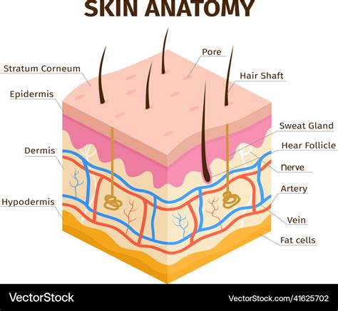 Human skin layers anatomy dermis epidermis Vector Image