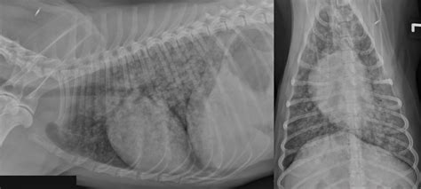 Case A case of uremic pneumonia in a bitch with a pyometra | VetPixel