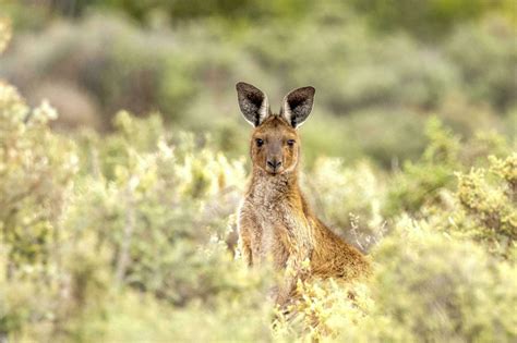 Red Kangaroo in Australia 25931820 Stock Photo at Vecteezy