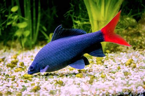 How to Keep a Red Tail Black Shark Happy in Your Tank - Petful