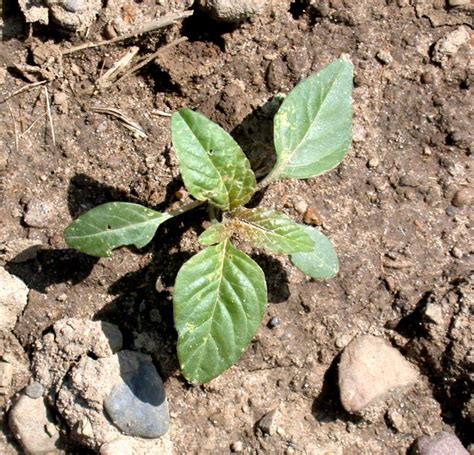 Pigweed Identification