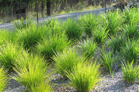 How To Grow And Care For The Lomandra Breeze