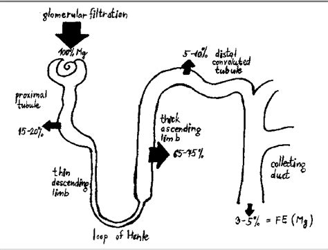 Figure 1 from Familial hypomagnesemia with hypercalciuria and nephrocalcinosis case reports and ...