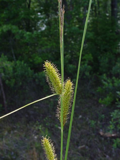 Carex utriculata (swollen-beaked sedge): Go Botany