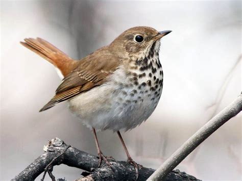 Pin on Birds: Tans, Browns, White