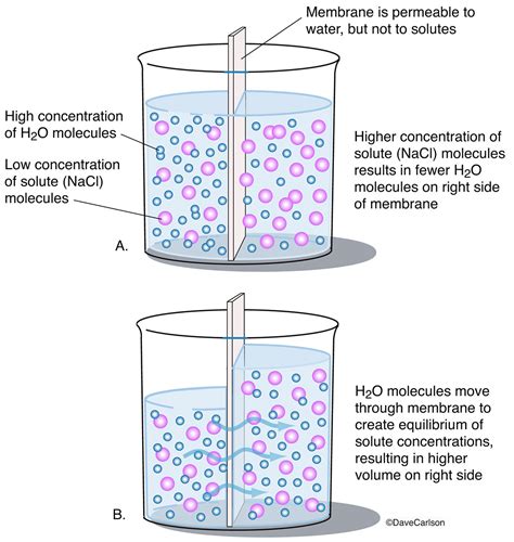 Osmosis | Carlson Stock Art