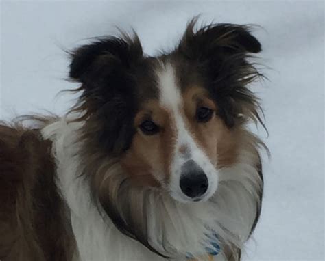 14 Collie Mix Breeds – The Popular and Adorable Hybrid Dogs | PetPress