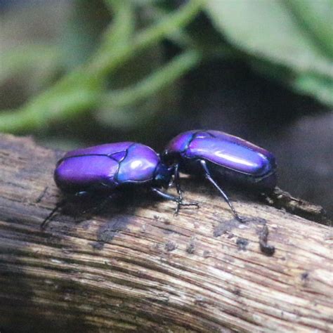 Purple Jewel Beetle