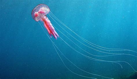 Jellyfish: Characteristics, types, reproduction habitats and more