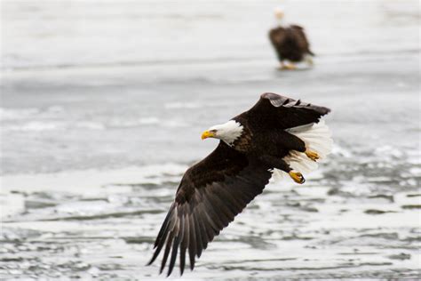 Bald Eagle | Nebraska Game & Parks Commission