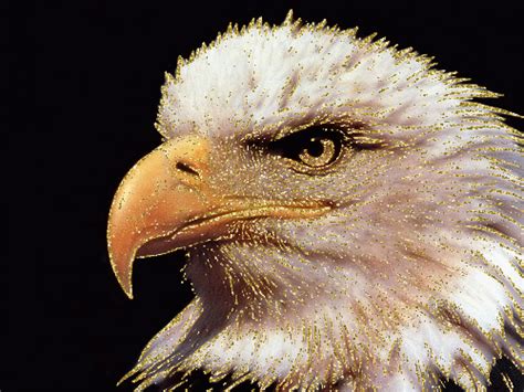 Cool Bald Eagle Gif 2022 | PeepsBurgh.Com