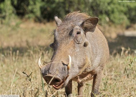 A platybelodon is an early ancestor of the elephant which had a long ...