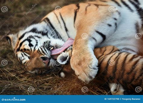 Tiger cub playing with mom stock photo. Image of orange - 169722798