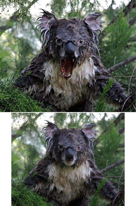 Angry Koala photoshopped... still looks furious, though | Koala, Koala ...