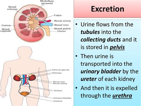 Human excretory system (HES) - презентация онлайн