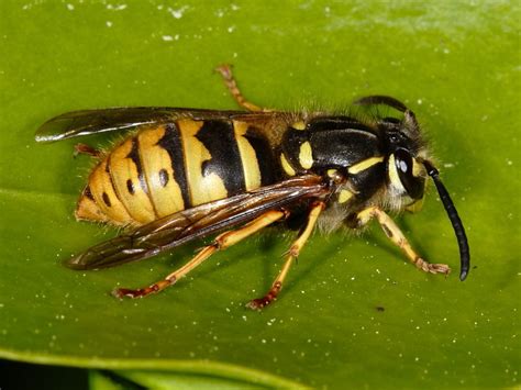 Common British wasps | Wildlife Insight