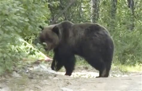 Поиск: brown bear siberia