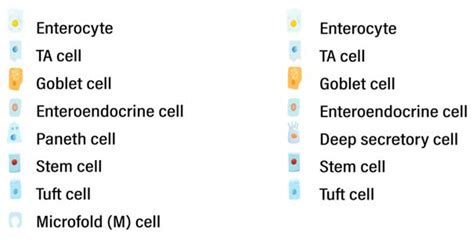 Overview of the intestinal epithelium [23]. | Download Scientific Diagram