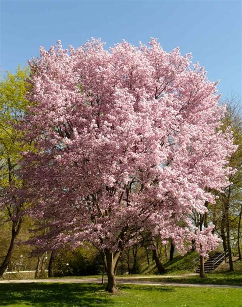 Ornamental cherry tree - advice on planting, pruning and care