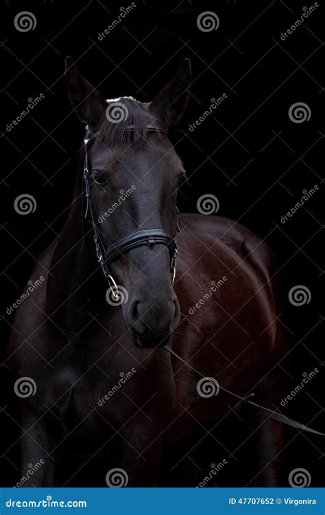 Black Horse Portrait on Black Background Stock Photo - Image of horseback, background: 47707652