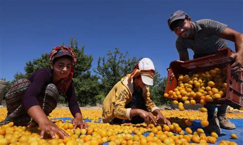 Apricots harvested in Malatya, Türkiye - Global Times