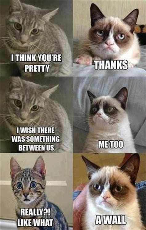 Funny Pictures – 43 Pics | Funny cat memes, Funny grumpy cat memes, Grumpy cat humor